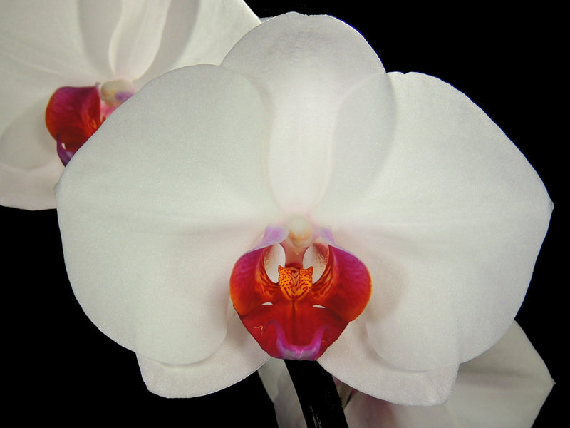 Phal. Überraschung (Surprise) OP Invitro