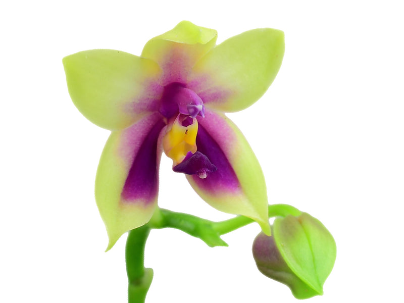 Phalaenopsis bellina