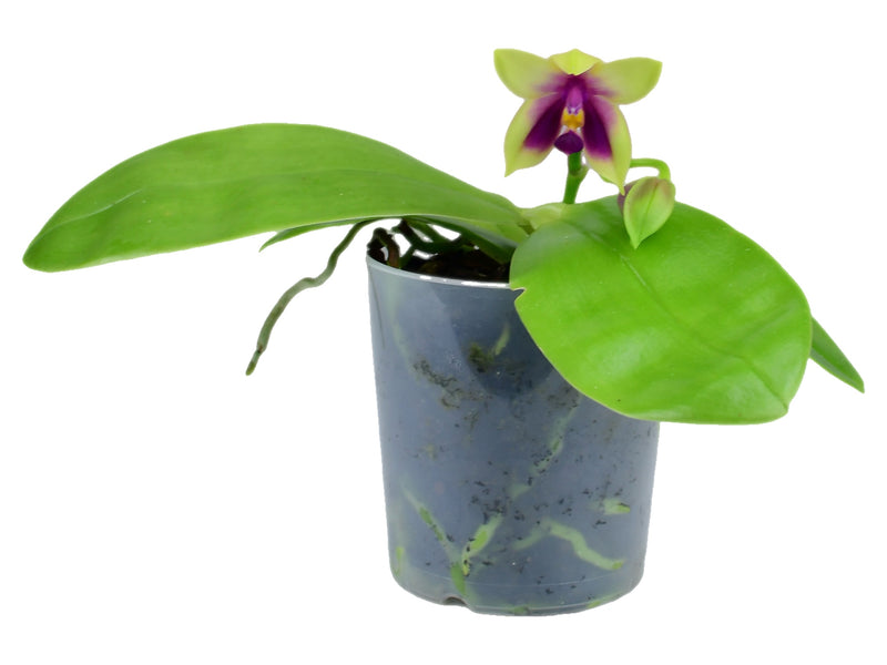 Phalaenopsis bellina