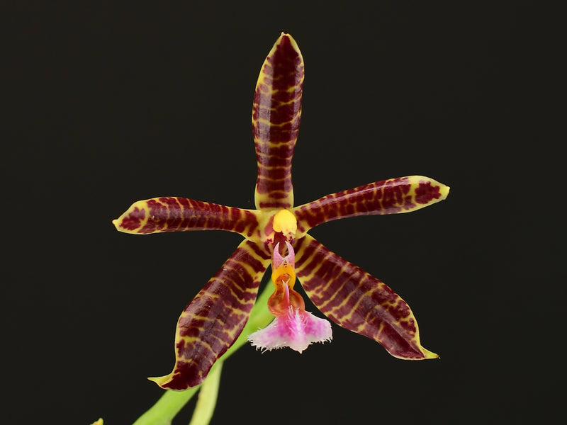 Phalaenopsis Hymen