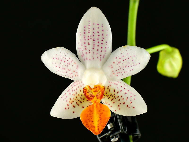 Phalaenopsis Mini Mark