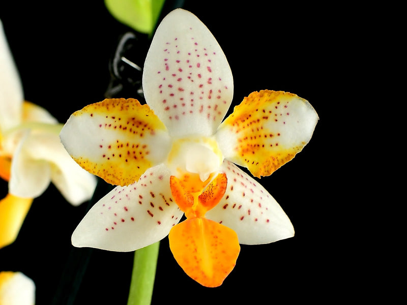 Phalaenopsis Mini Mark 'Peloric'