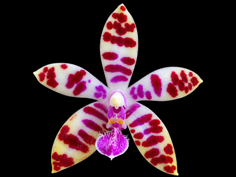 Phalaenopsis bastianii OP in vitro