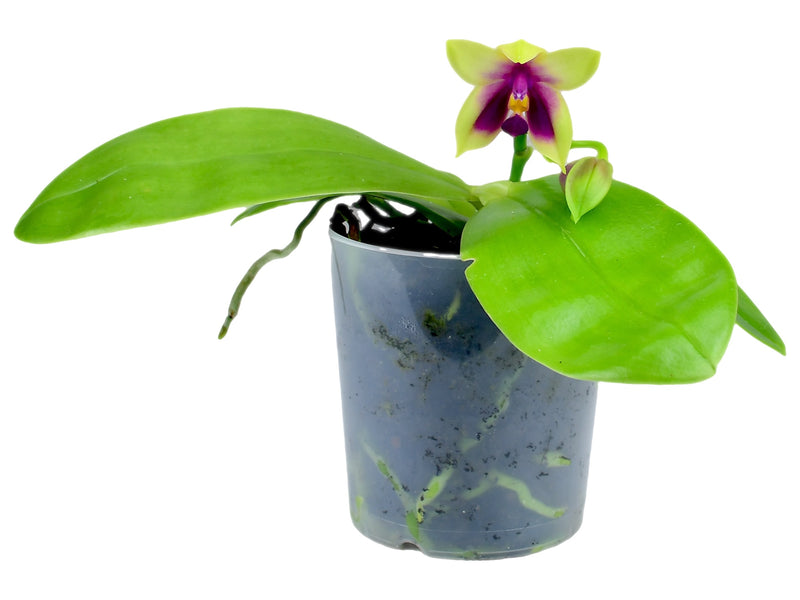 Phalaenopsis bellina