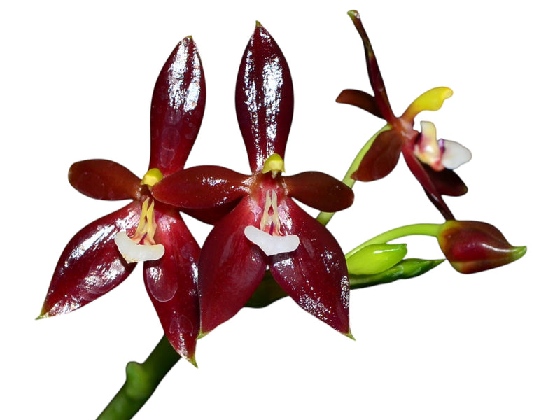 Phalaenopsis cornu-cervi chattaladae (10 cm Topf)