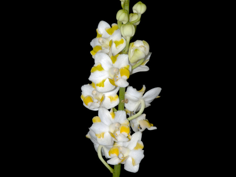 Phalaenopsis pulcherrima f. alba (10 cm Ampeltopf)