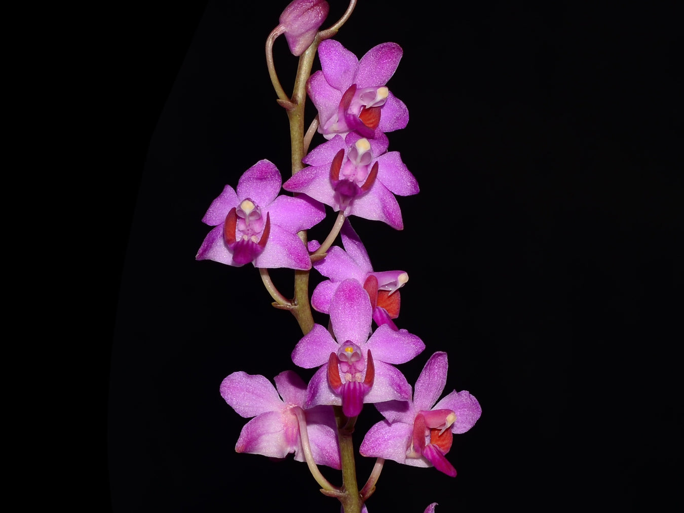 OrchiPack