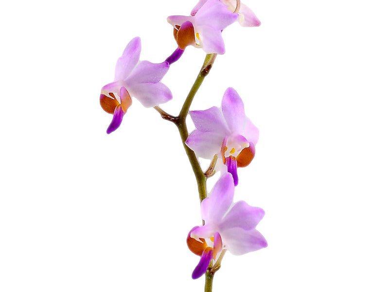 Phalaenopsis pulcherrima var. regnieriana (10 cm Ampeltopf)