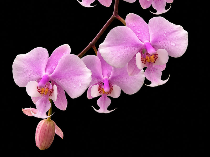 Phalaenopsis schilleriana OP in vitro