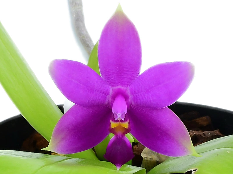 Phalaenopsis violacea (10 cm Ampeltopf)