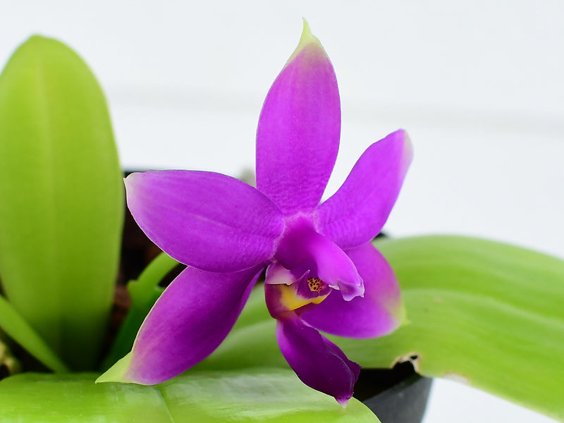 Phalaenopsis violacea (10 cm Ampeltopf)