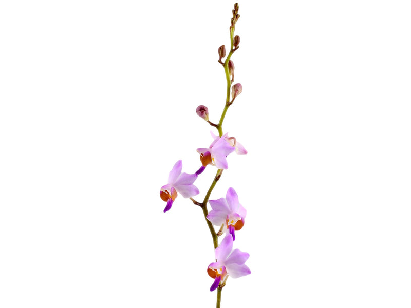 Phalaenopsis pulcherrima var. regnieriana (10 cm Ampeltopf)
