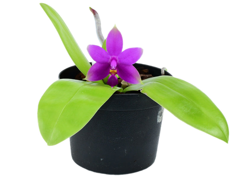 Phalaenopsis violacea (10 cm Ampeltopf)