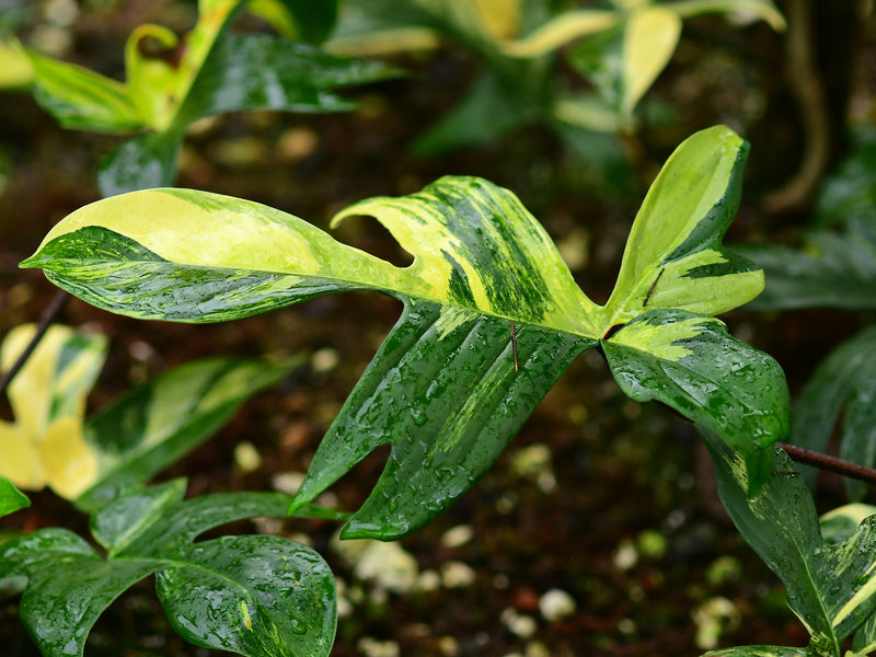Philodendron Florida 'Beauty'