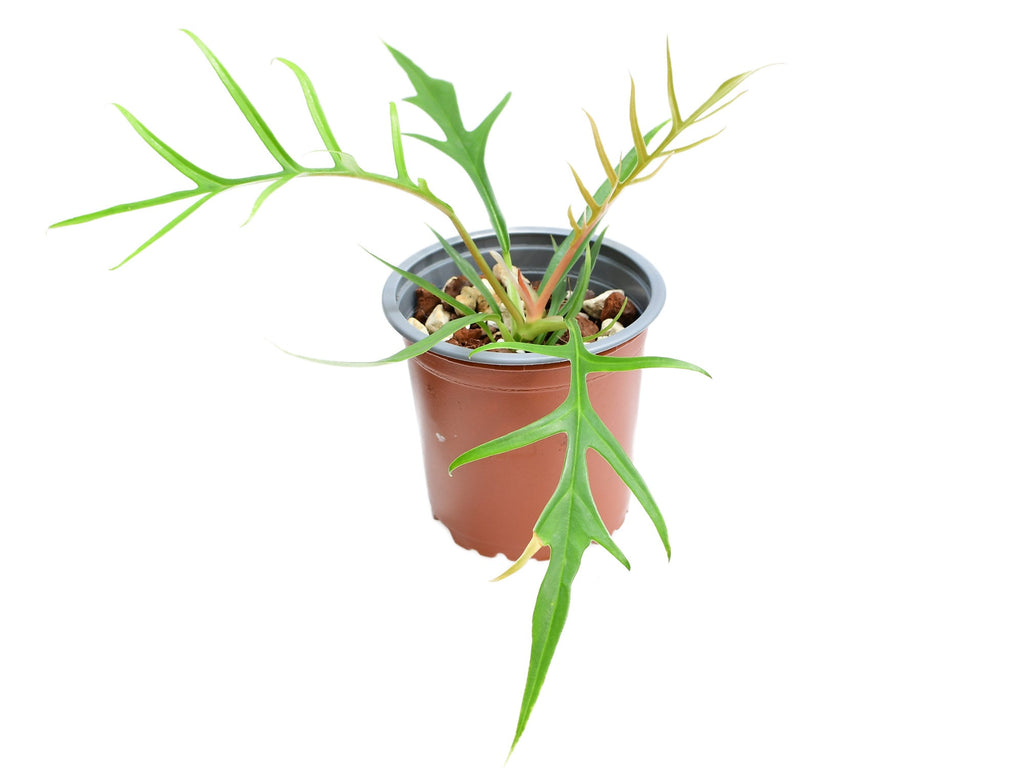 Philodendron tortum (11cm Topf) — Ecuagenera Europe GmbH