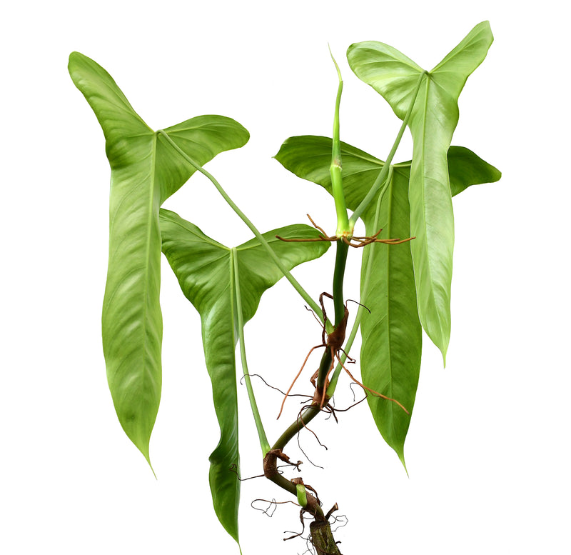 Philodendron balaoanum