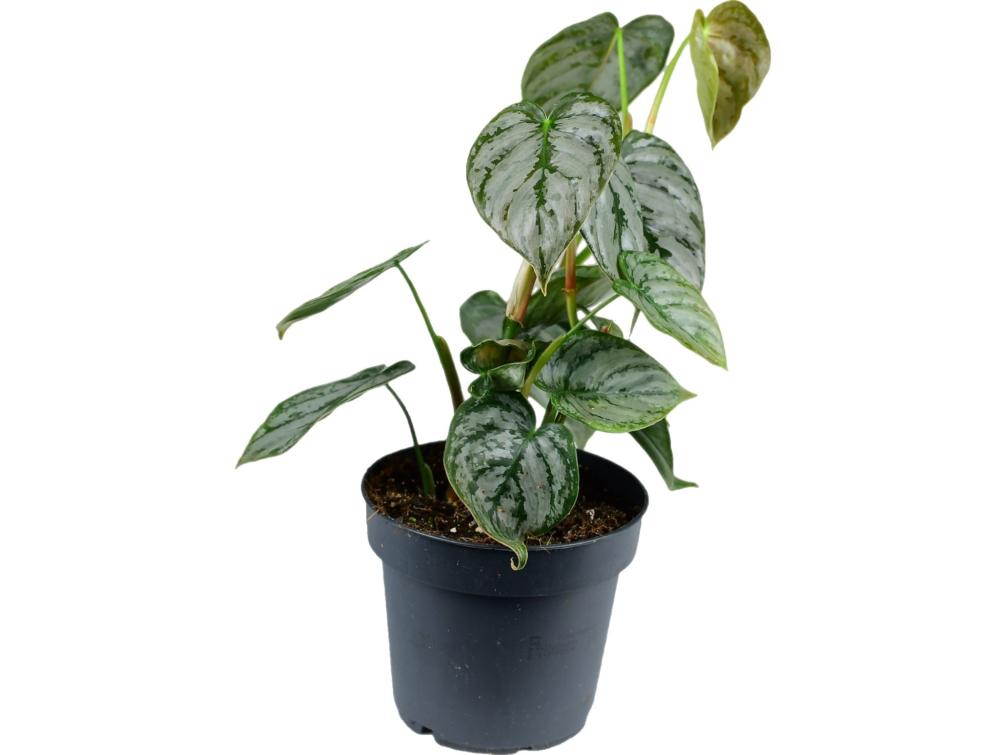 Philodendron brandtianum — Ecuagenera Europe GmbH