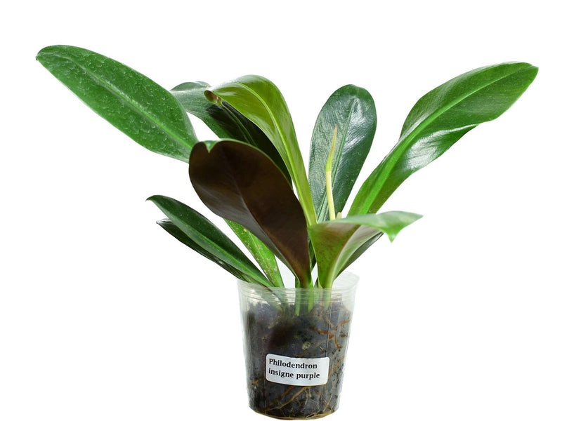 philodendron insigne purple Philodendron insigne 'Purple' — Ecuagenera Europe GmbH