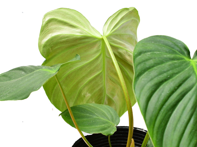 philodendron celebration Philodendron Celebration — Ecuagenera Europe GmbH