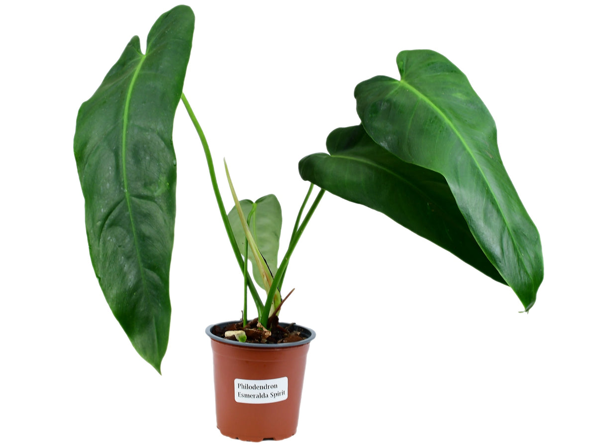 philodendron esmeralda spirit Philodendron Esmeralda Spirit — Ecuagenera Europe GmbH