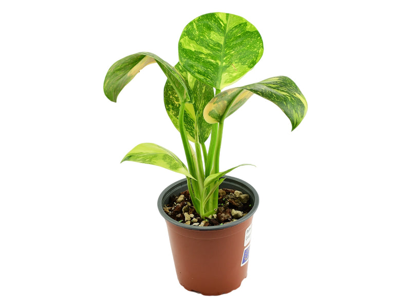 Philodendron Green Congo Variegata