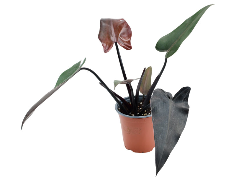 Philodendron Majesty