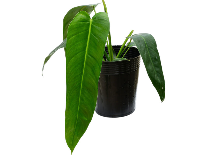 Philodendron Amazon Spirit