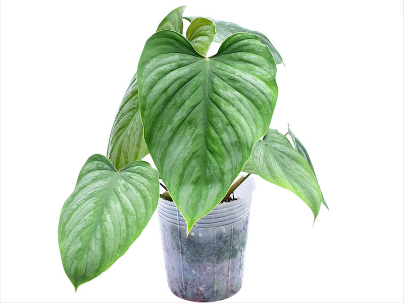 Philodendron Artemis Tapestry