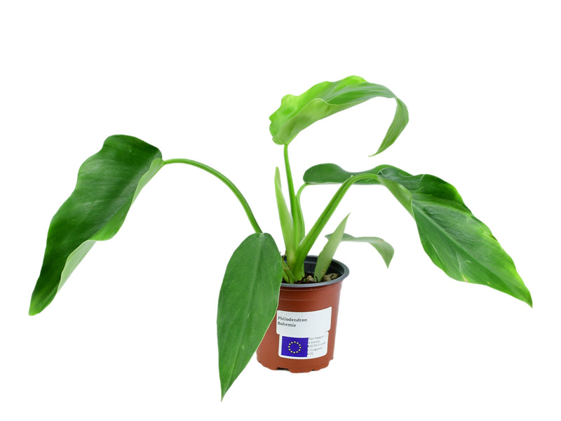 Philodendron Bohemia