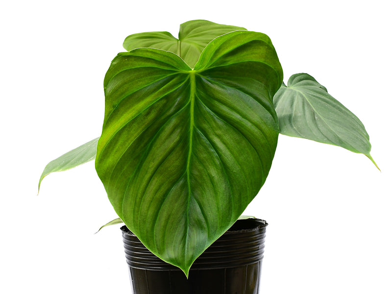 Philodendron Celebration