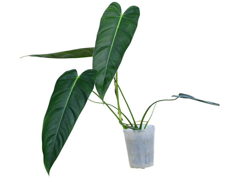 Philodendron Esmeralda Spirit narrow
