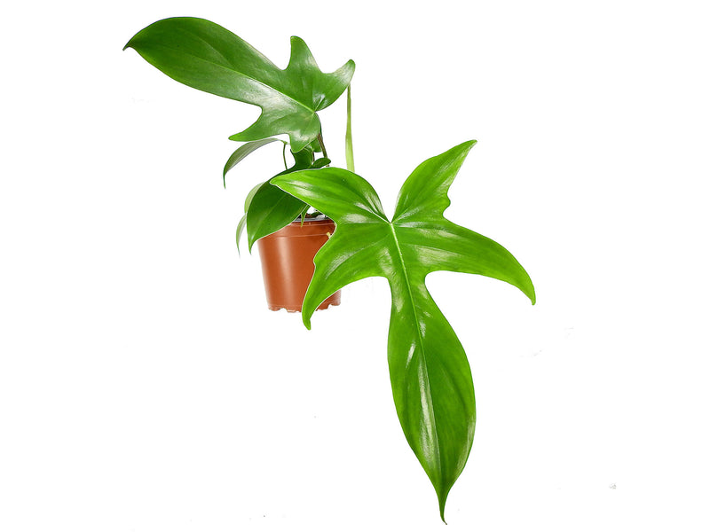 Philodendron  Florida