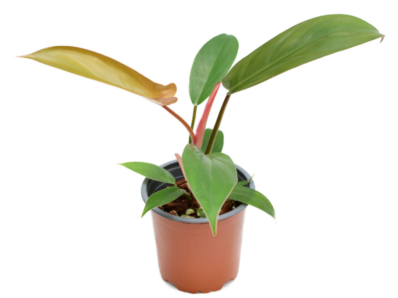 Philodendron Florida Bronze