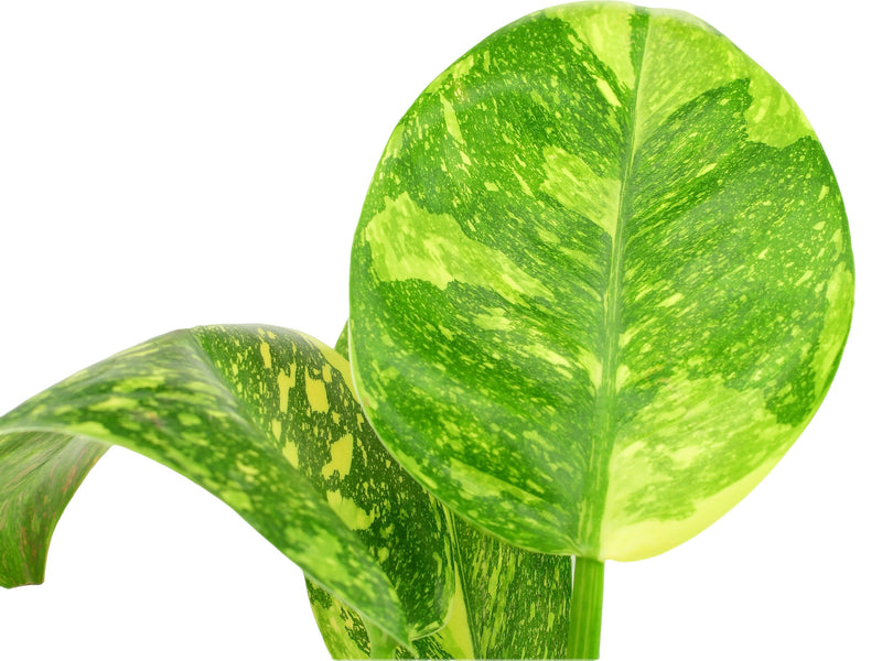Philodendron Green Congo Variegata