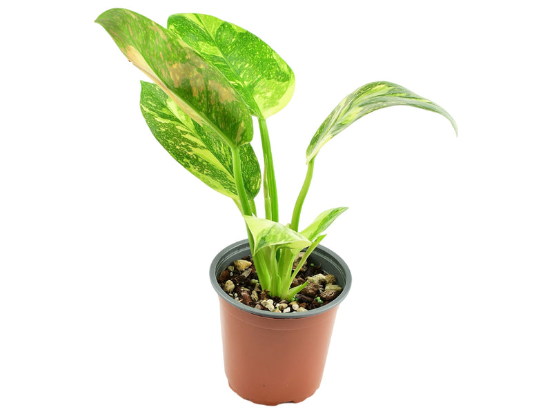 Philodendron Green Congo Variegata