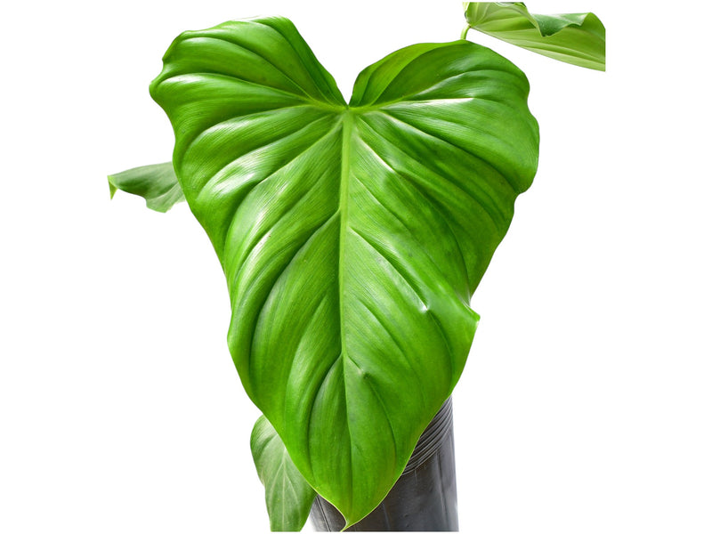 Philodendron Green Wonder