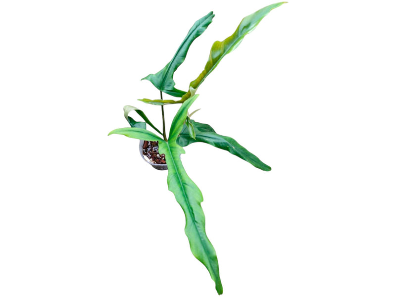 Philodendron Lavinia