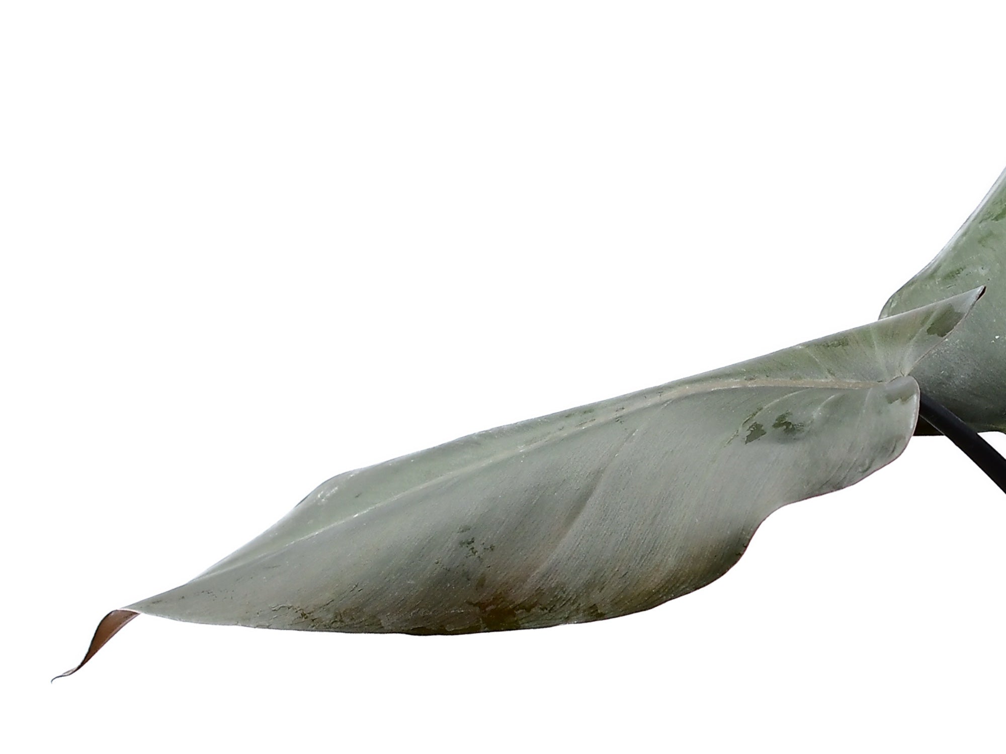 Philodendron Majesty — Ecuagenera Europe GmbH