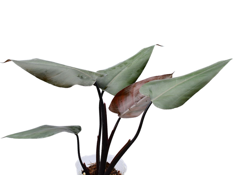 Philodendron Majesty