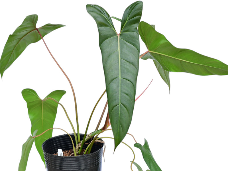 Philodendron Pangui Sunset