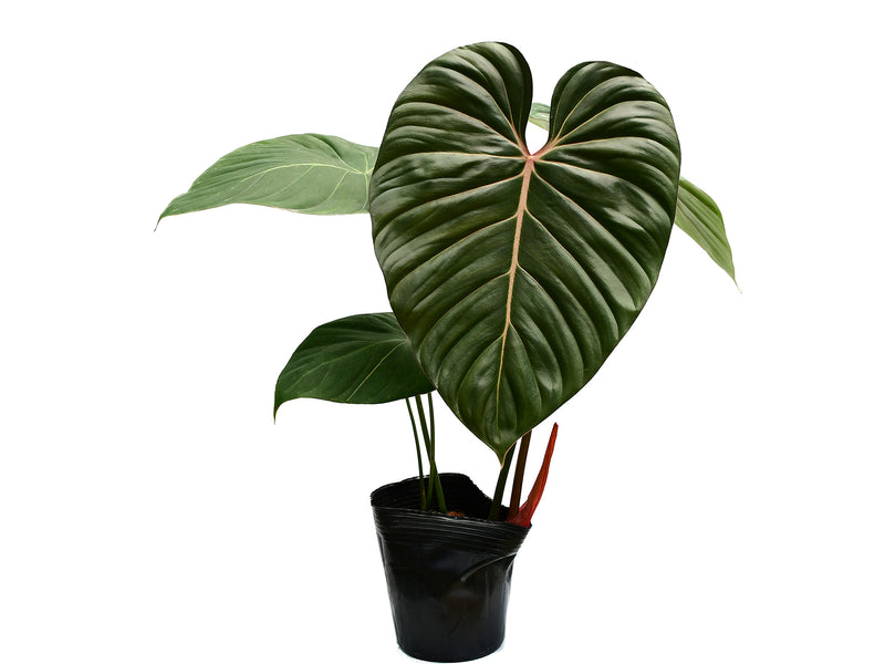 philodendron glori Philodendron Pink Glory — Ecuagenera Europe GmbH