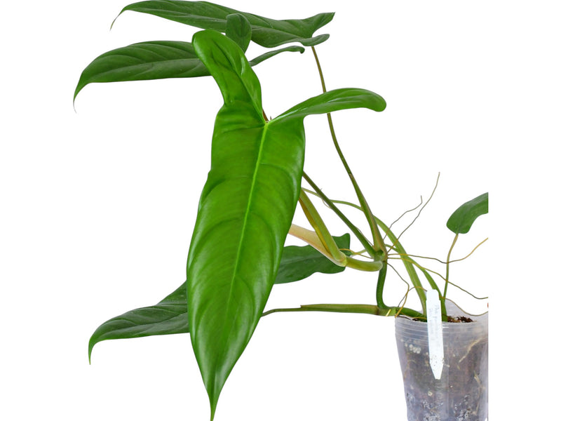 Philodendron Sweet Camila