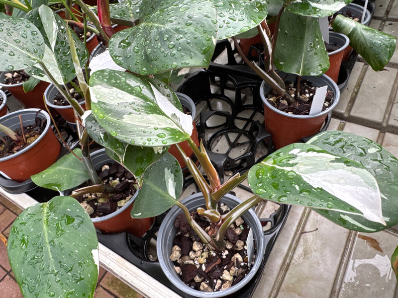 Philodendron White Knight (11cm Topf)