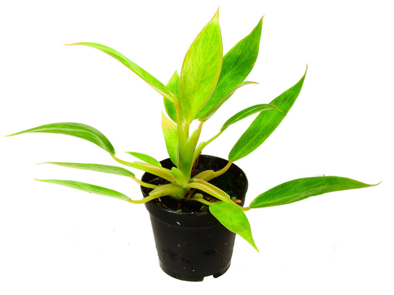Philodendron Calkin's Gold (11cm Topf)
