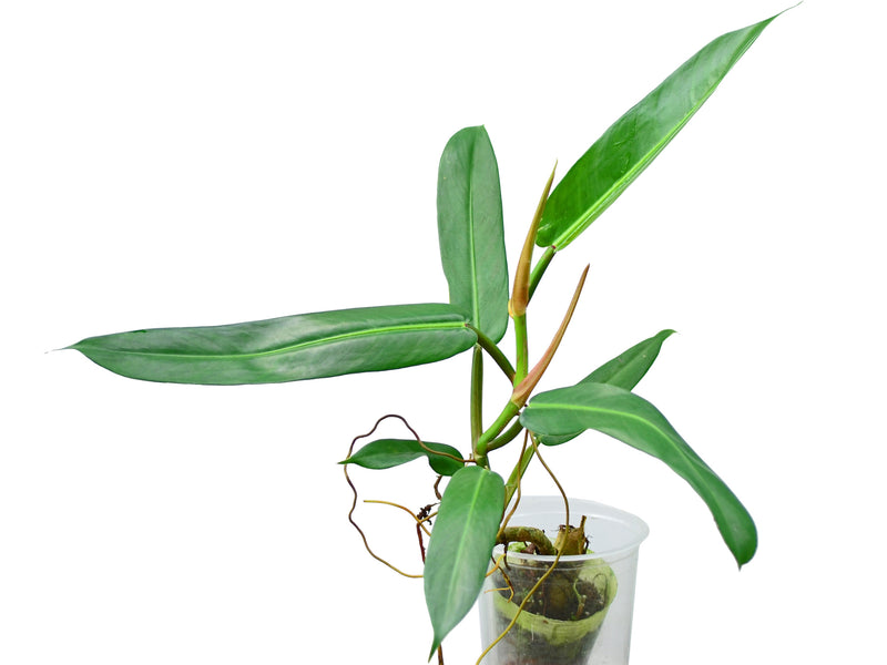 Philodendron bannoniae