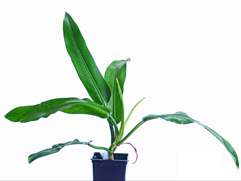 Philodendron bannoniae