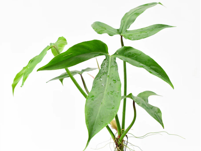 Philodendron barrosoanum 'No. 5'
