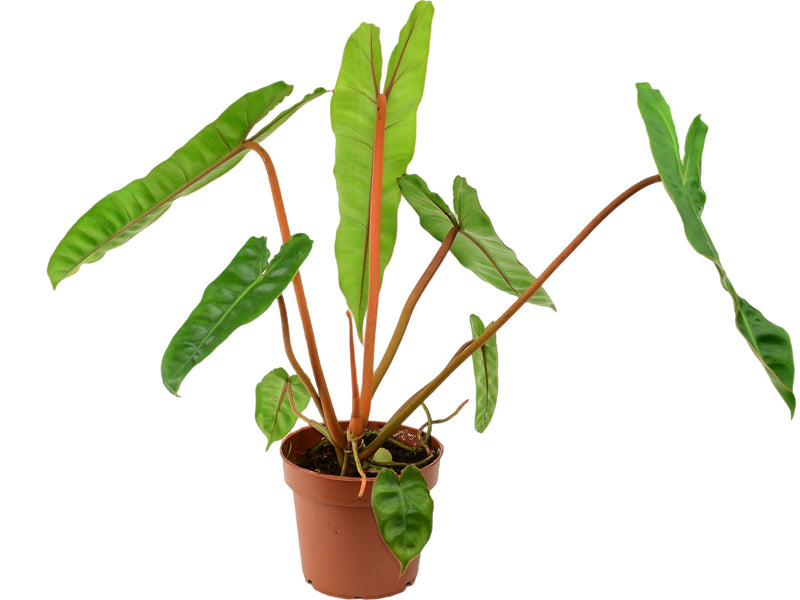 Philodendron billietiae