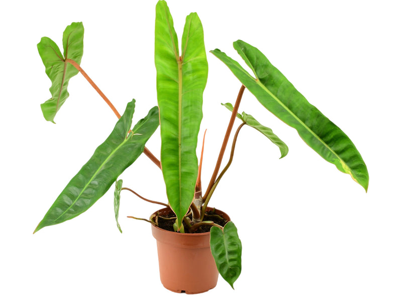 Philodendron billietiae