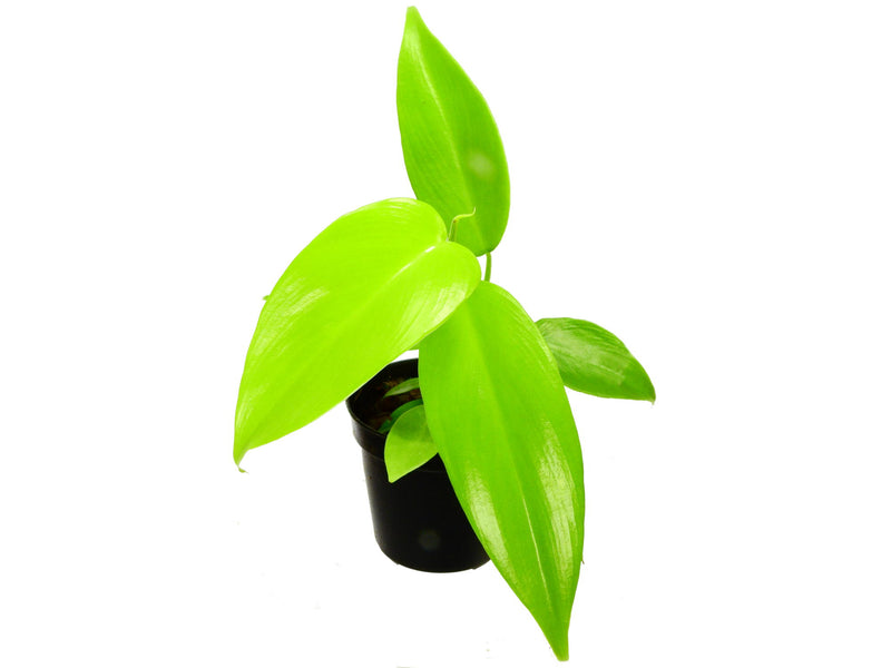 Philodendron bipennifolium var aureum 'Golden Violin' XS 5,5cm Topf